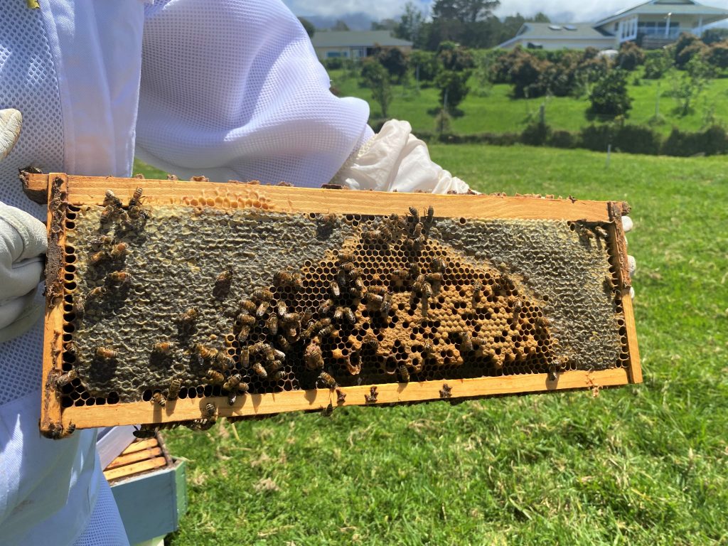 Things to do in Maui - Maui Bees
