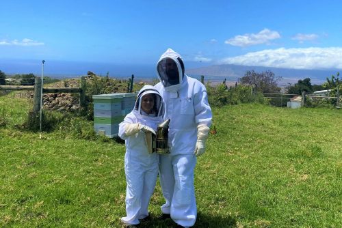 Things to do in Maui - Maui Bees