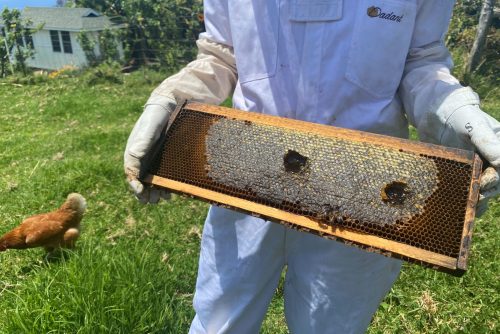 Things to do in Maui - Maui Bees