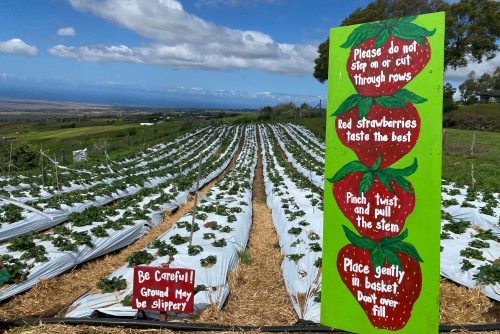 Fun Things To Do On Maui - Kula Country Farms Strawberry U-Pick