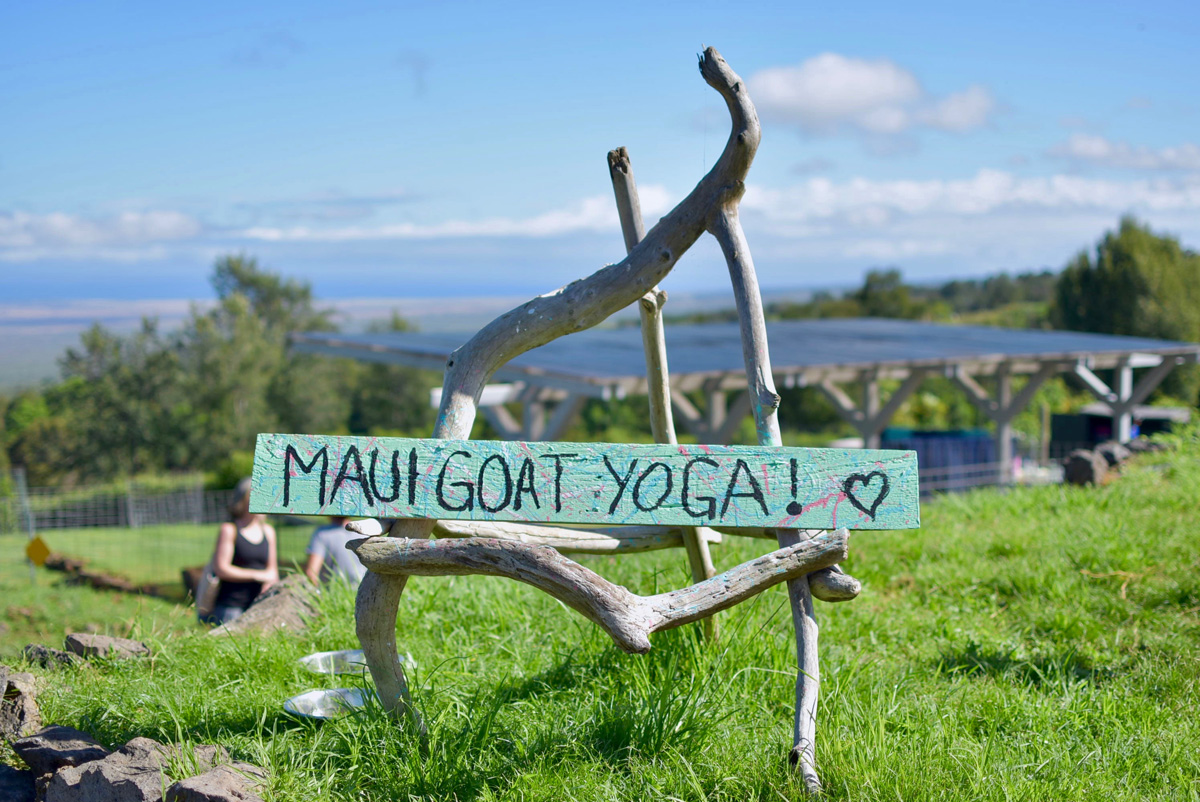 Namaste with the Goats at Maui Goat Yoga - THERE Maui